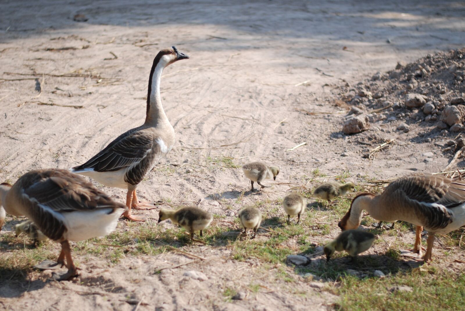 Nikon D80 sample photo. Goose, chicken, chicks photography