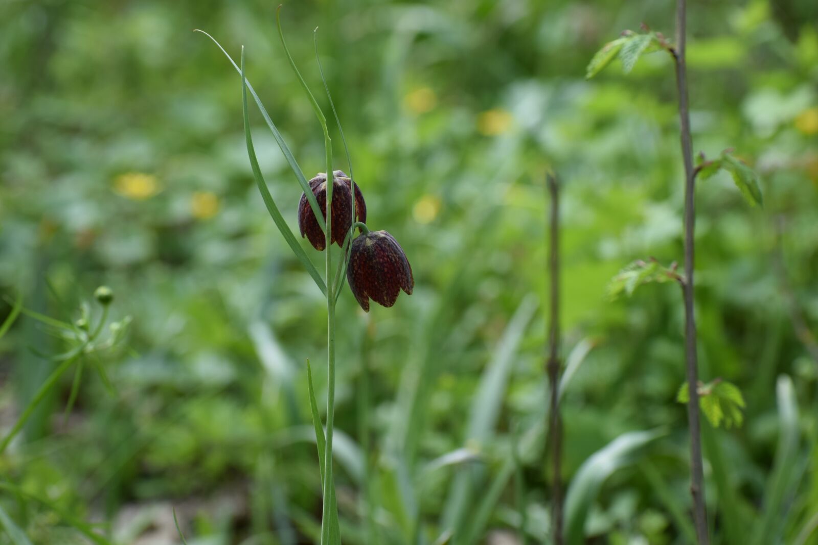 Nikon D3300 sample photo. Tulip motley, fritillaria meleagris photography
