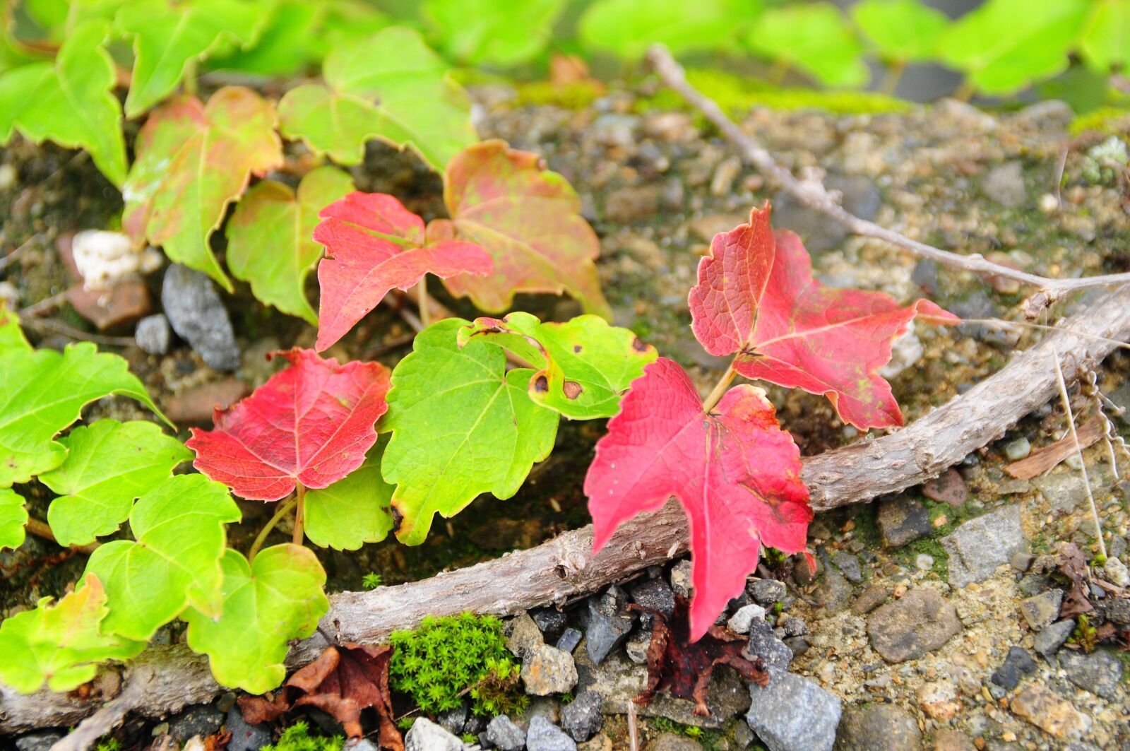 Nikon D300S sample photo. Leaf, autumn, ivy photography