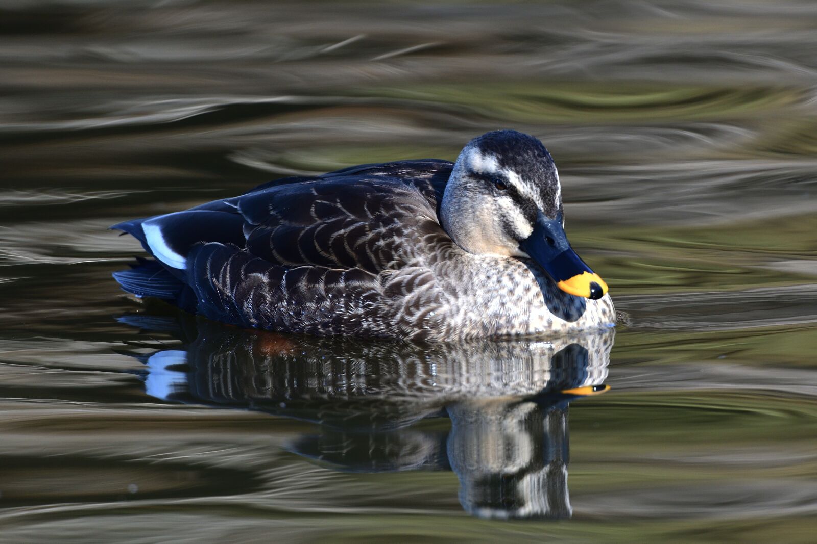 Nikon D500 sample photo. Duck, bird, pond photography