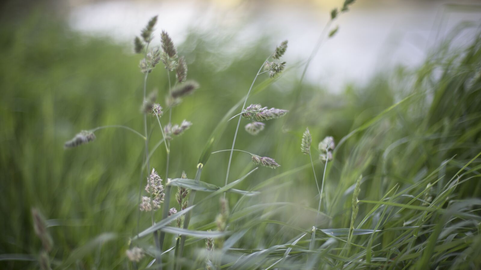 Canon EOS 6D + Canon EF 50mm F1.4 USM sample photo. Windy, grasses photography