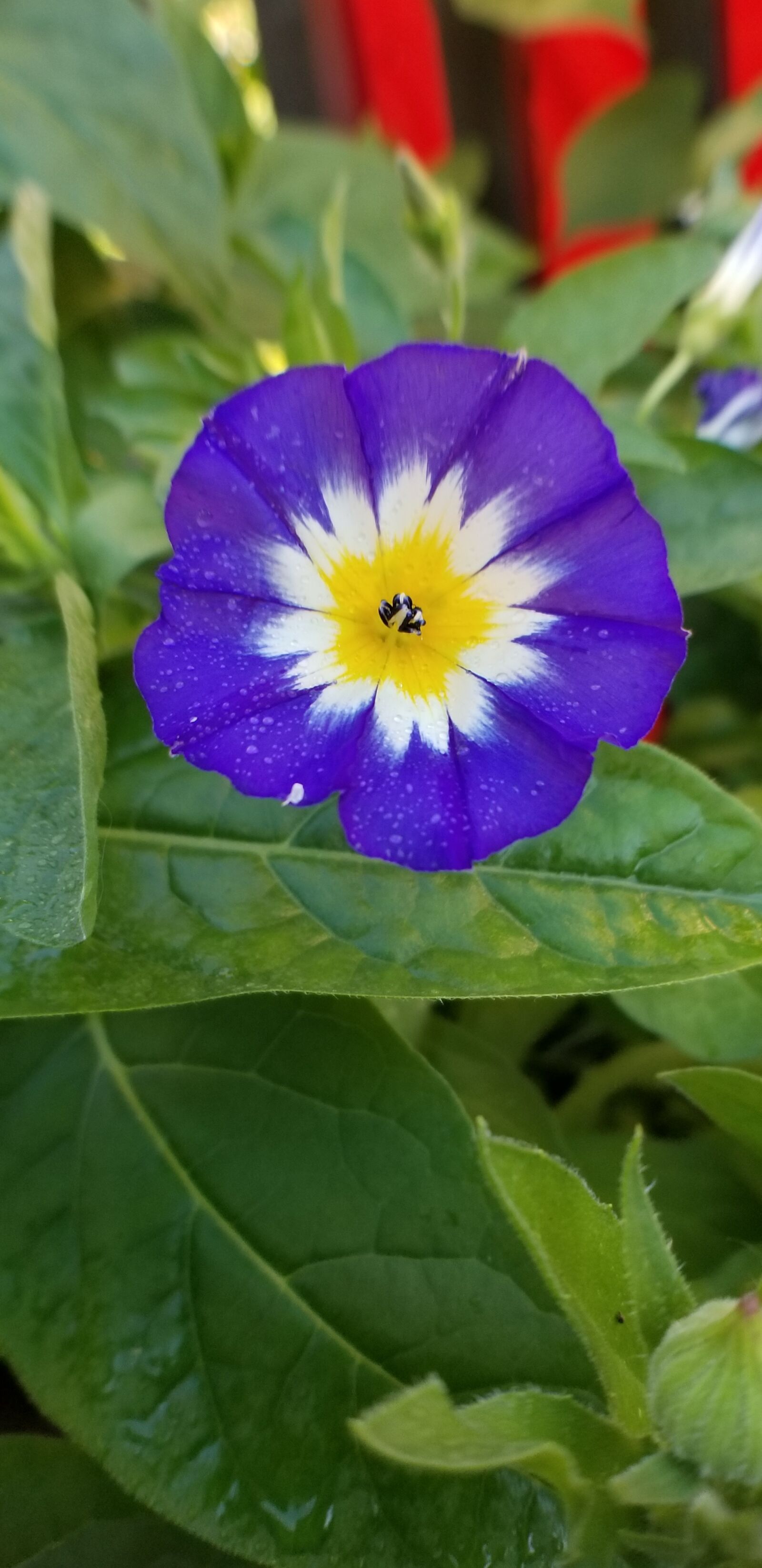 Samsung Galaxy S8 sample photo. Flower, nature, flora photography