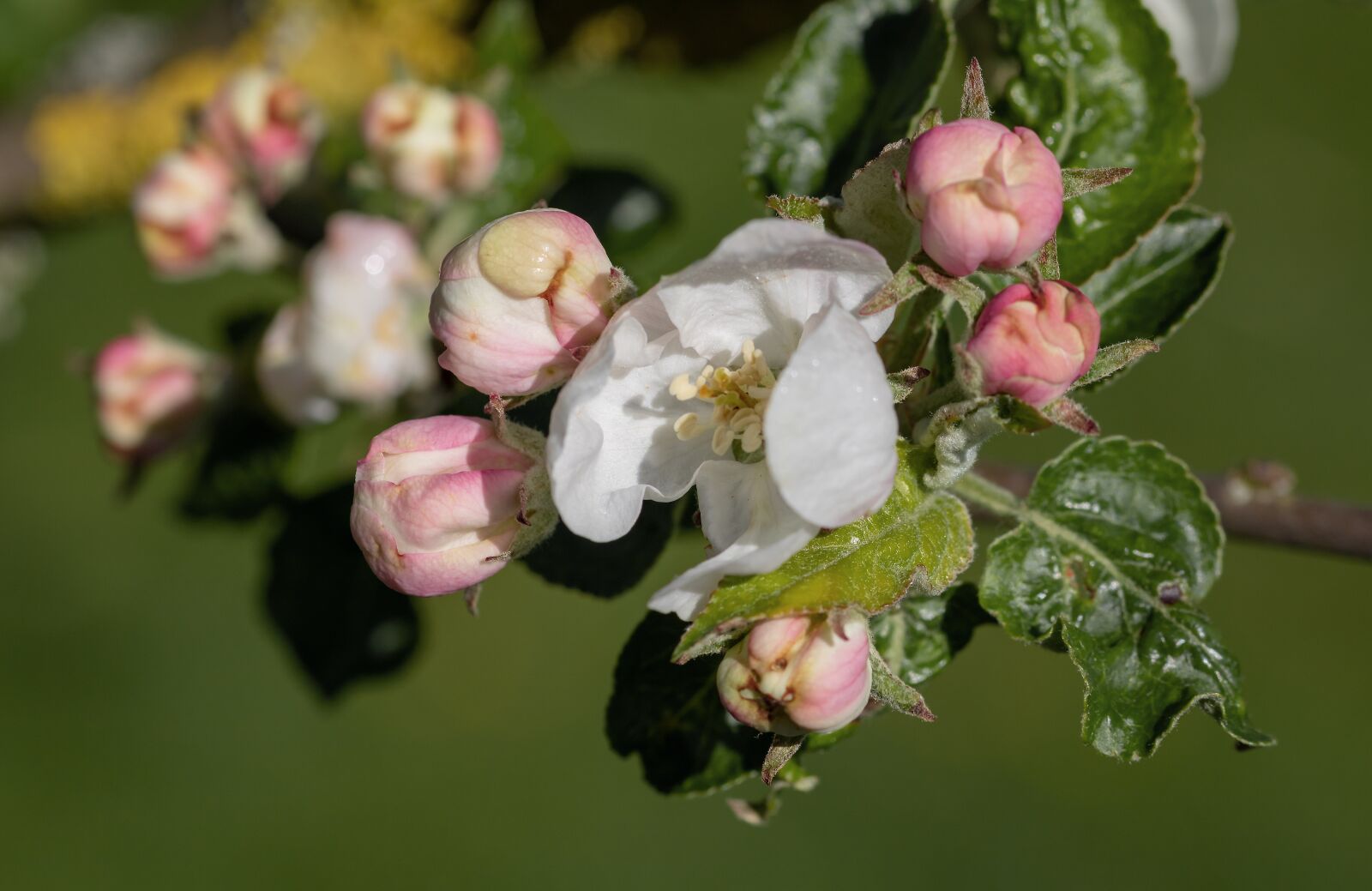 Canon EOS 750D (EOS Rebel T6i / EOS Kiss X8i) sample photo. Apple tree blossom, blossom photography