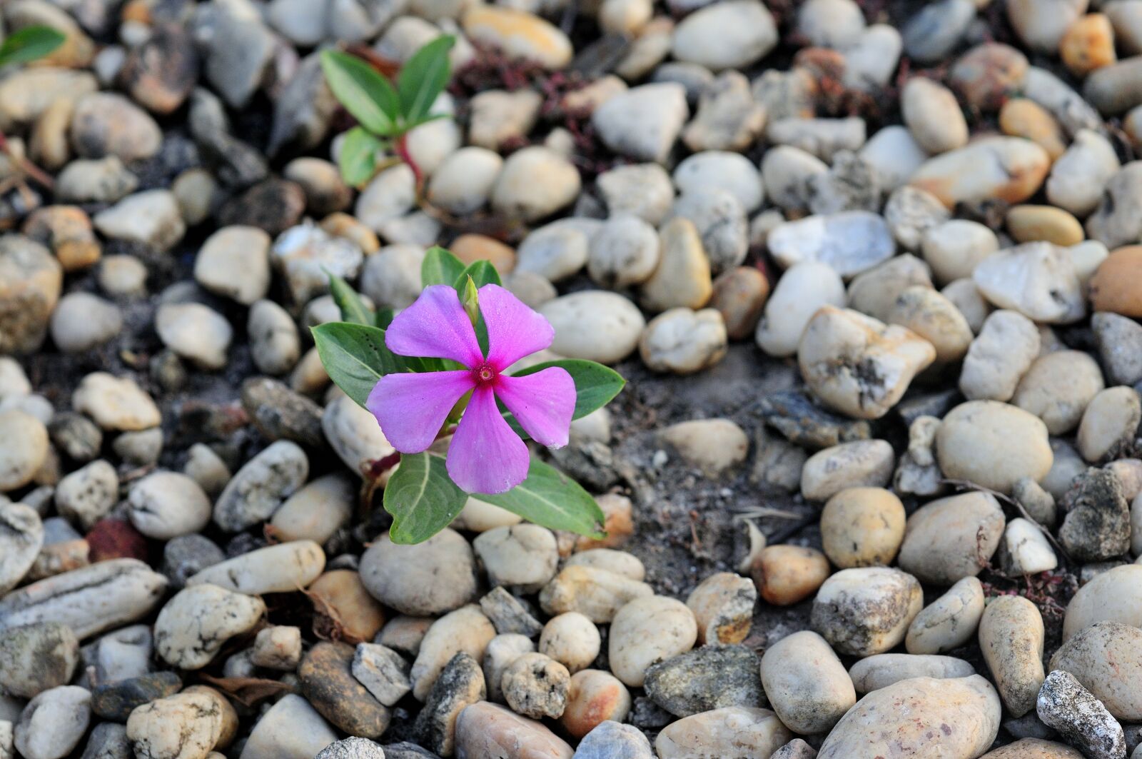 Nikon D300S sample photo. Catharanthus roseus, vitality, pink photography
