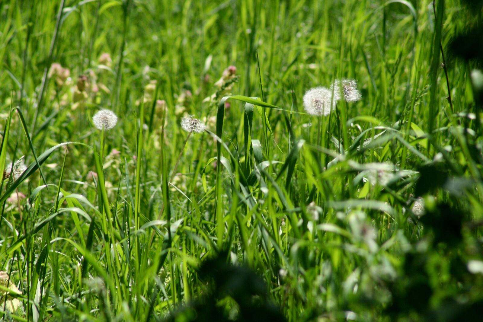 Canon EOS 400D (EOS Digital Rebel XTi / EOS Kiss Digital X) sample photo. Grass, dandelion, green photography