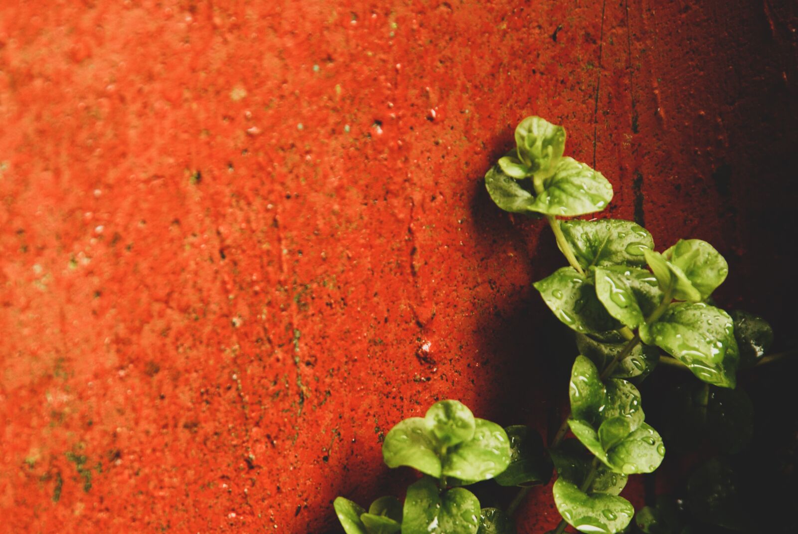 Sony Alpha DSLR-A200 sample photo. Red, plant, green photography