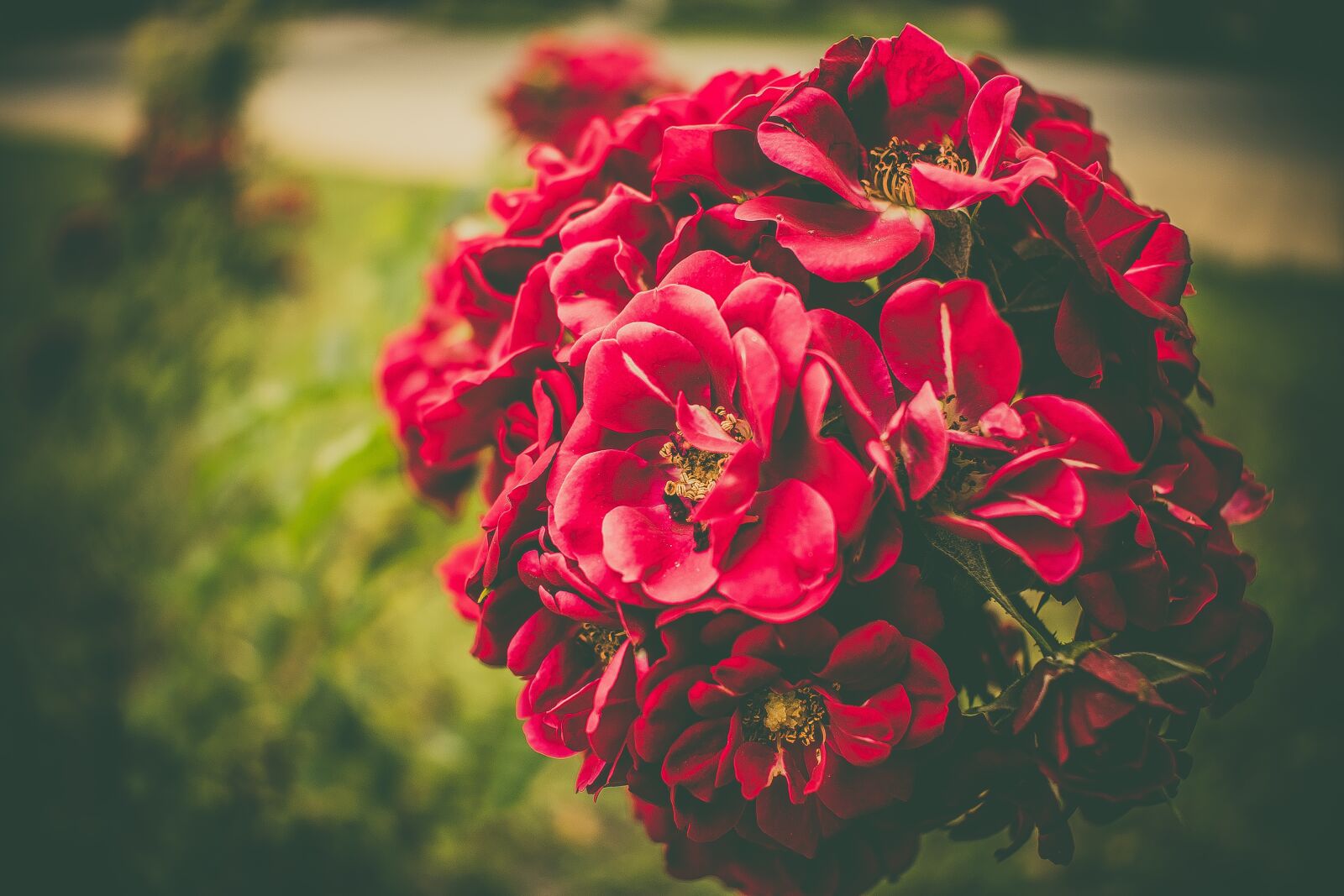 Nikon D5300 sample photo. Flower, nature, blooms at photography