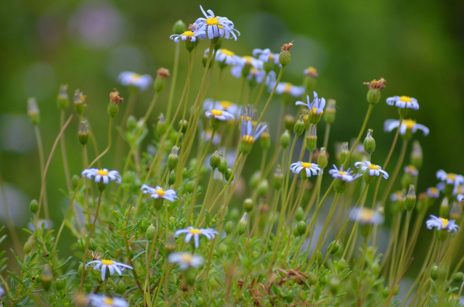 Nikon D5100 sample photo. Flower, blossom, bloom photography