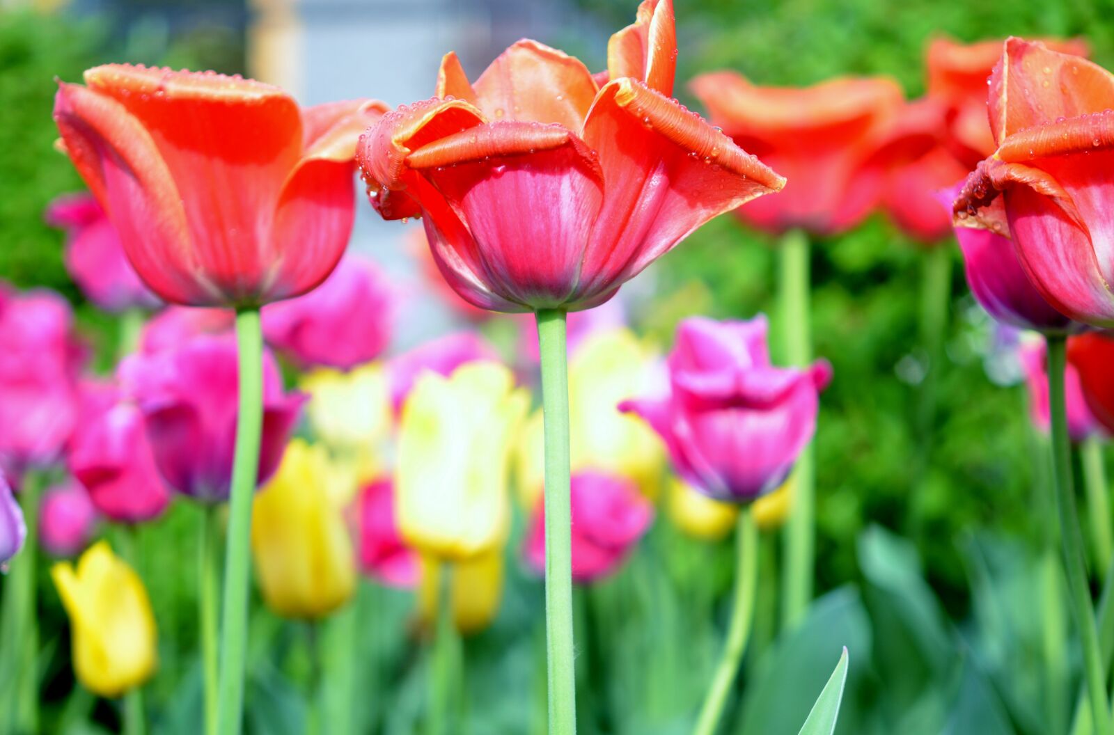Nikon D7000 sample photo. Tulip, tulips, flowers photography