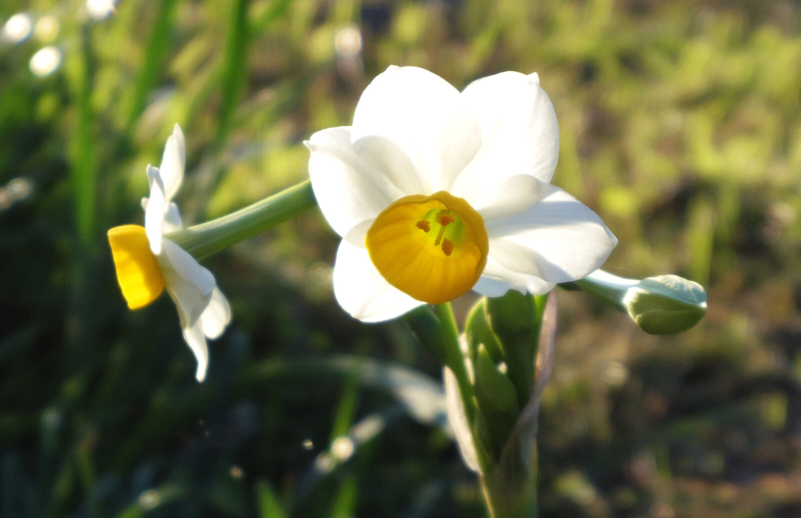 Pentax Q10 sample photo. Flower photography