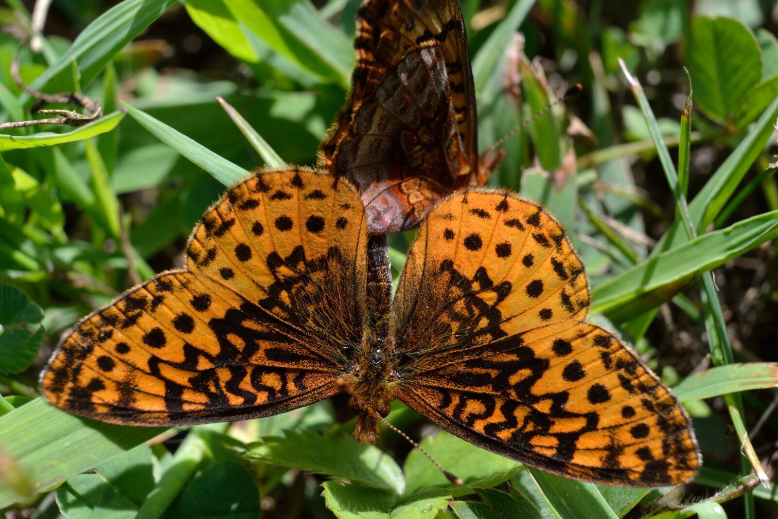 Nikon D3100 sample photo. Butterflies, insects, mating photography