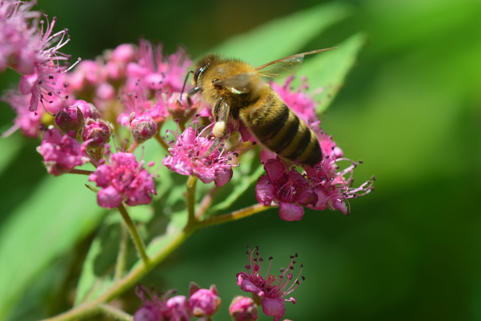 Nikon D3300 sample photo. Bee, collect, spierstrauch photography
