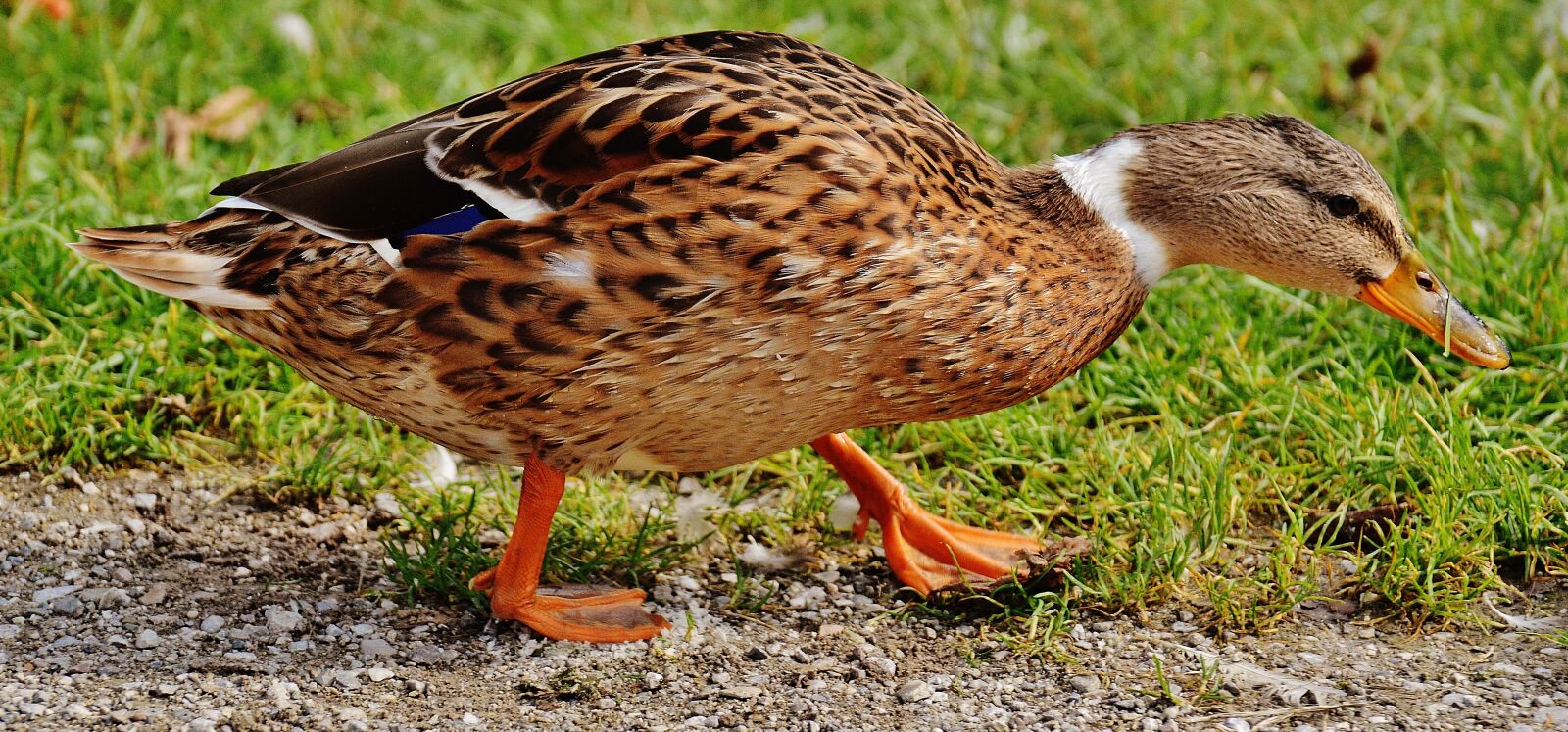 Nikon D3200 sample photo. Duck, water bird, poultry photography