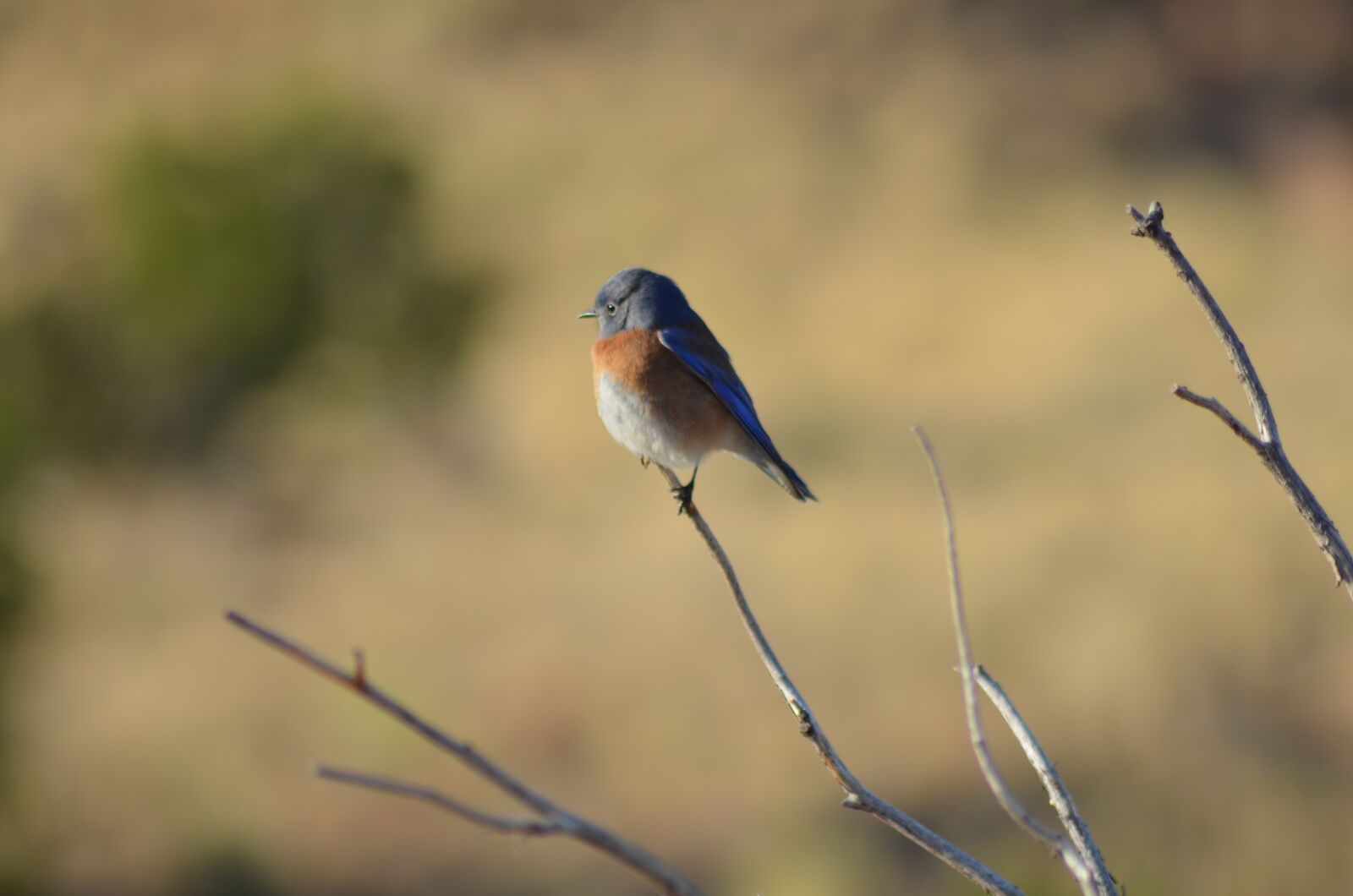 Nikon D5100 sample photo. Bird, desert, nature photography