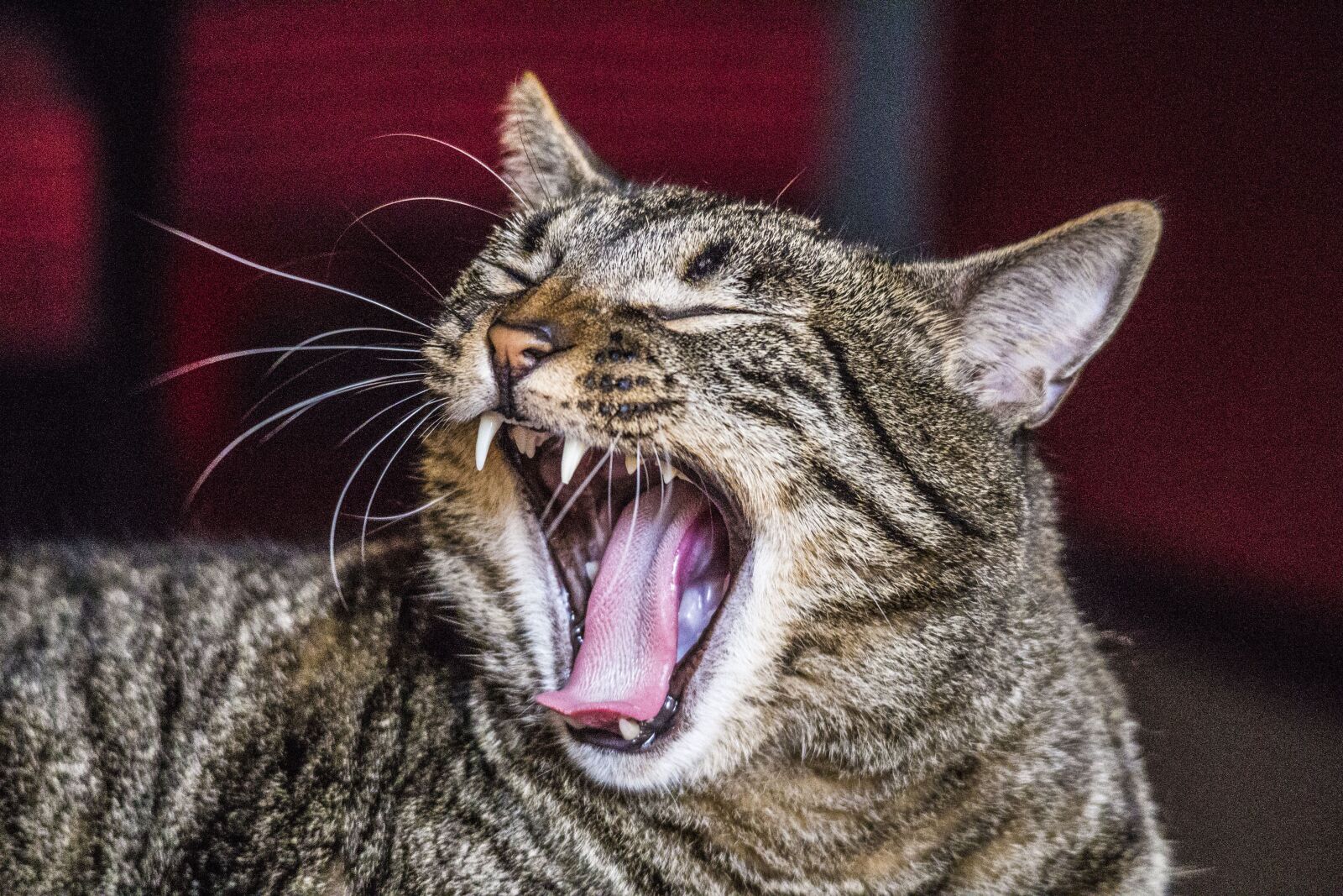 Canon EOS M sample photo. Cat, yawn, fangs photography