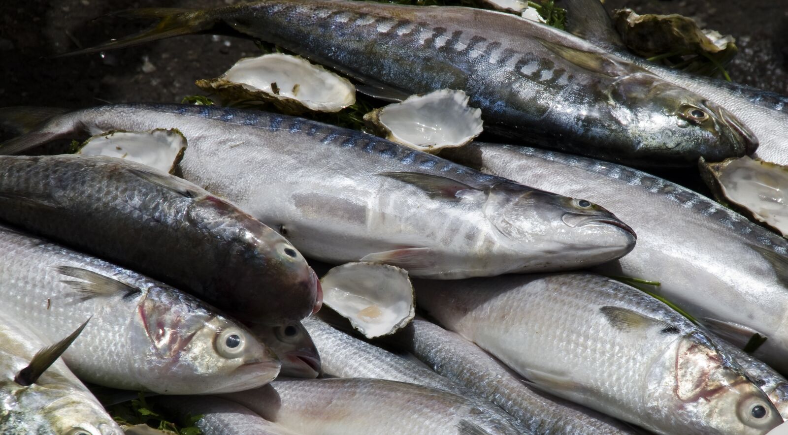 Pentax K-30 sample photo. Fish, sea, morocco photography