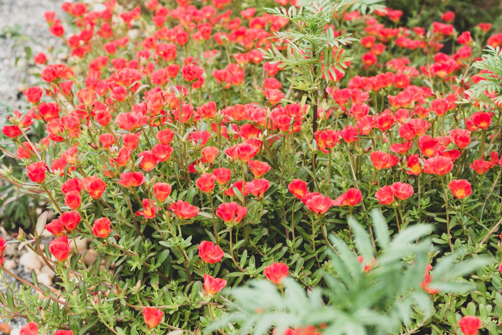 Canon EOS 700D (EOS Rebel T5i / EOS Kiss X7i) + Canon EF 50mm F1.8 STM sample photo. Liliales, flower, flowers photography