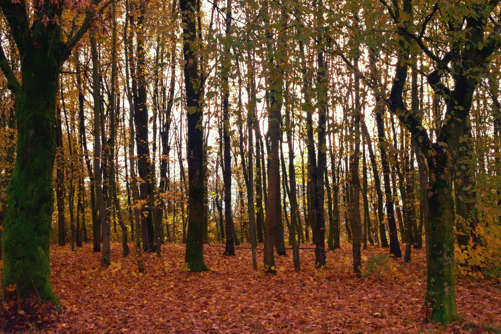 Nikon D3300 sample photo. Trees, forest, autumn photography