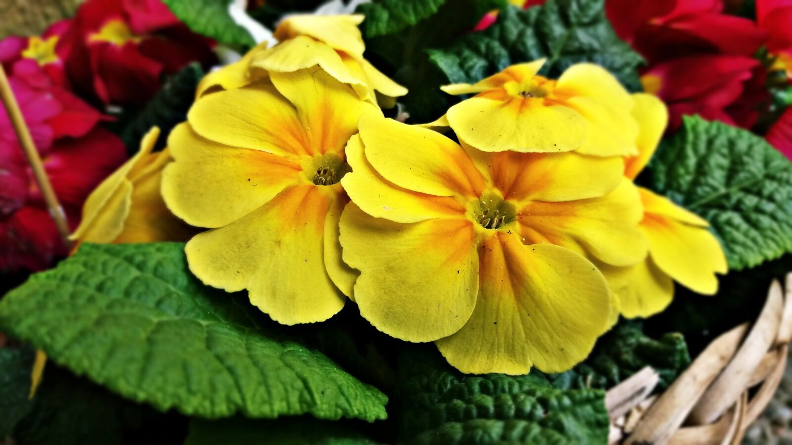 Samsung Galaxy J5 sample photo. Flower, yellow, nature photography