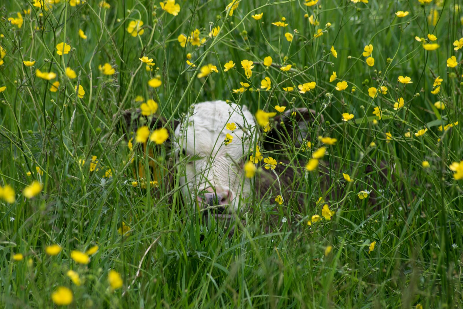 Nikon D3300 sample photo. Calf, cow, animal photography