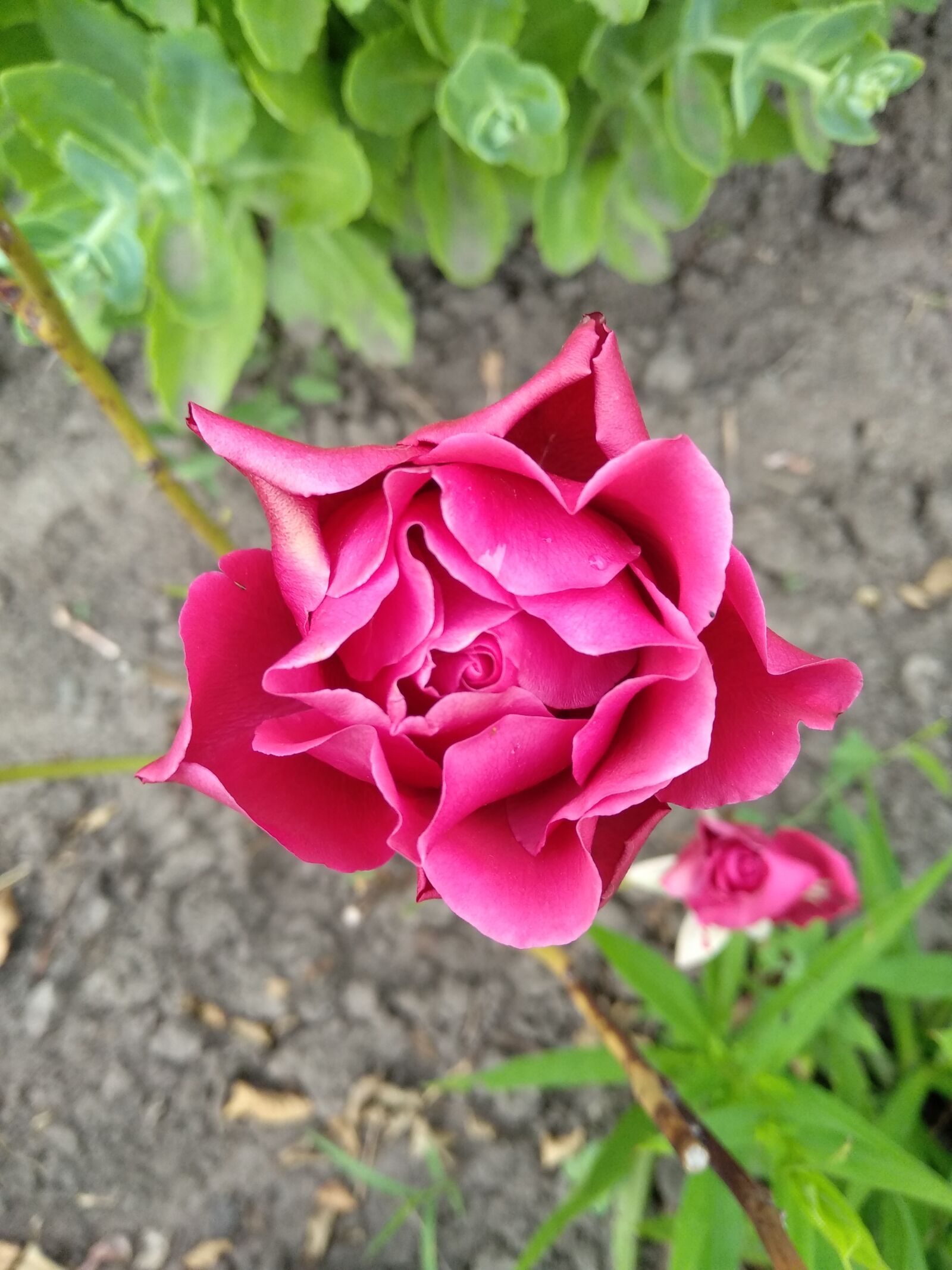 Xiaomi Mi A1 sample photo. Rose, pink rose, flowers photography