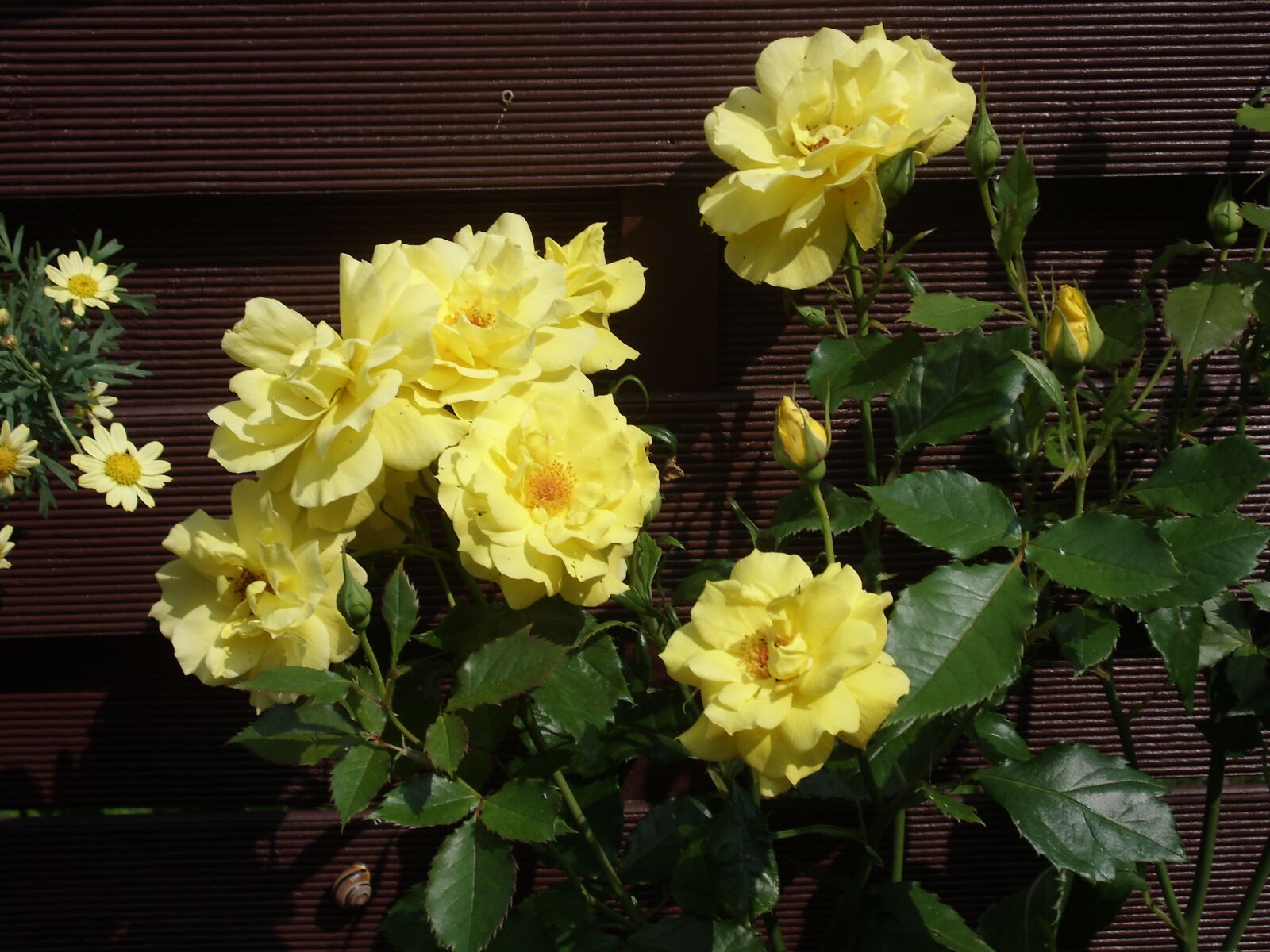MEDION MD85863 sample photo. Rose, yellow, rose blooms photography