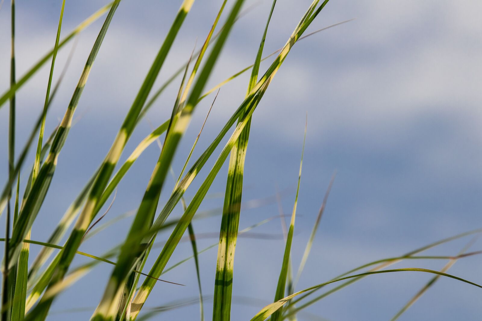 Canon EF-S 55-250mm F4-5.6 IS STM sample photo. Zebra grass, grasses, plant photography