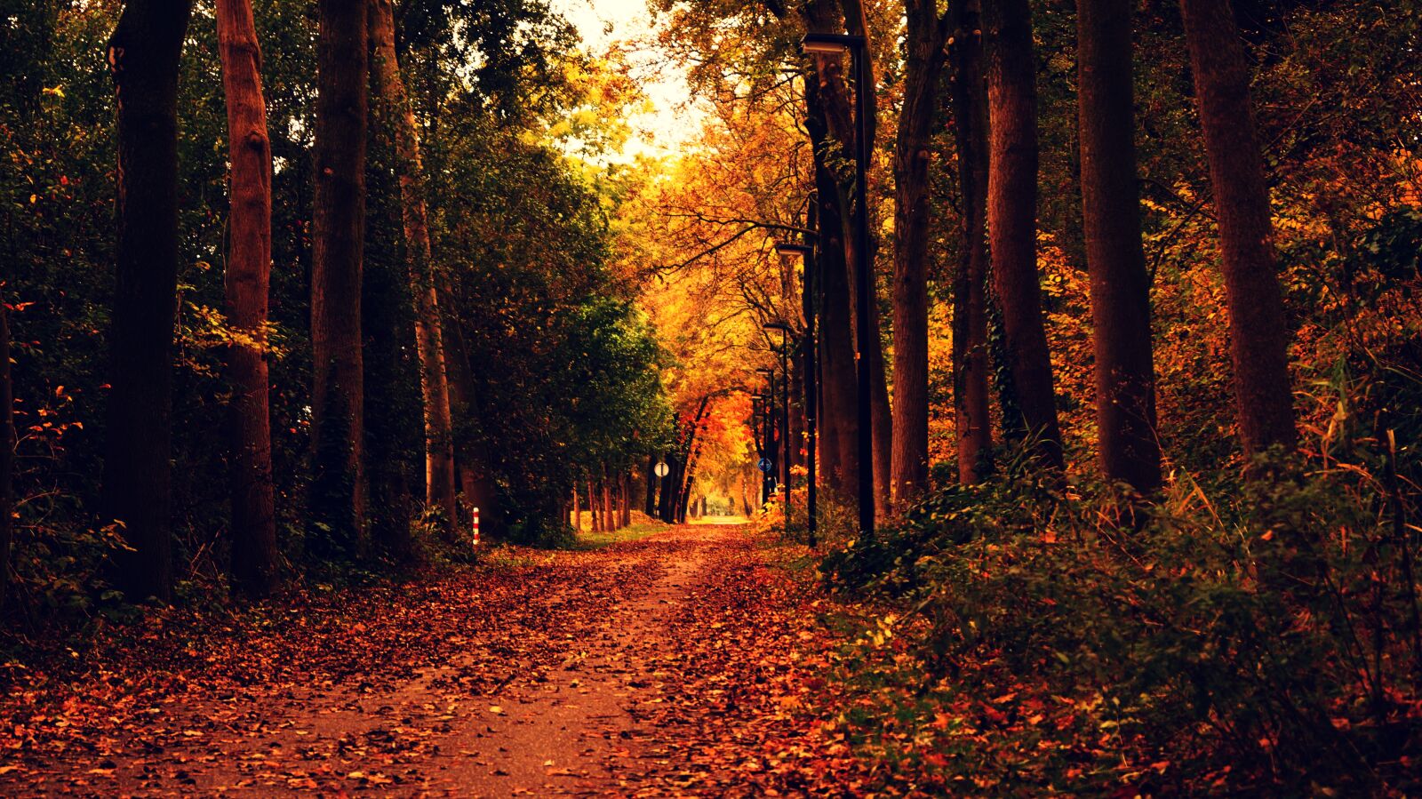 Sony DT 18-55mm F3.5-5.6 SAM II sample photo. Autumn, autumn, leaves, dried photography