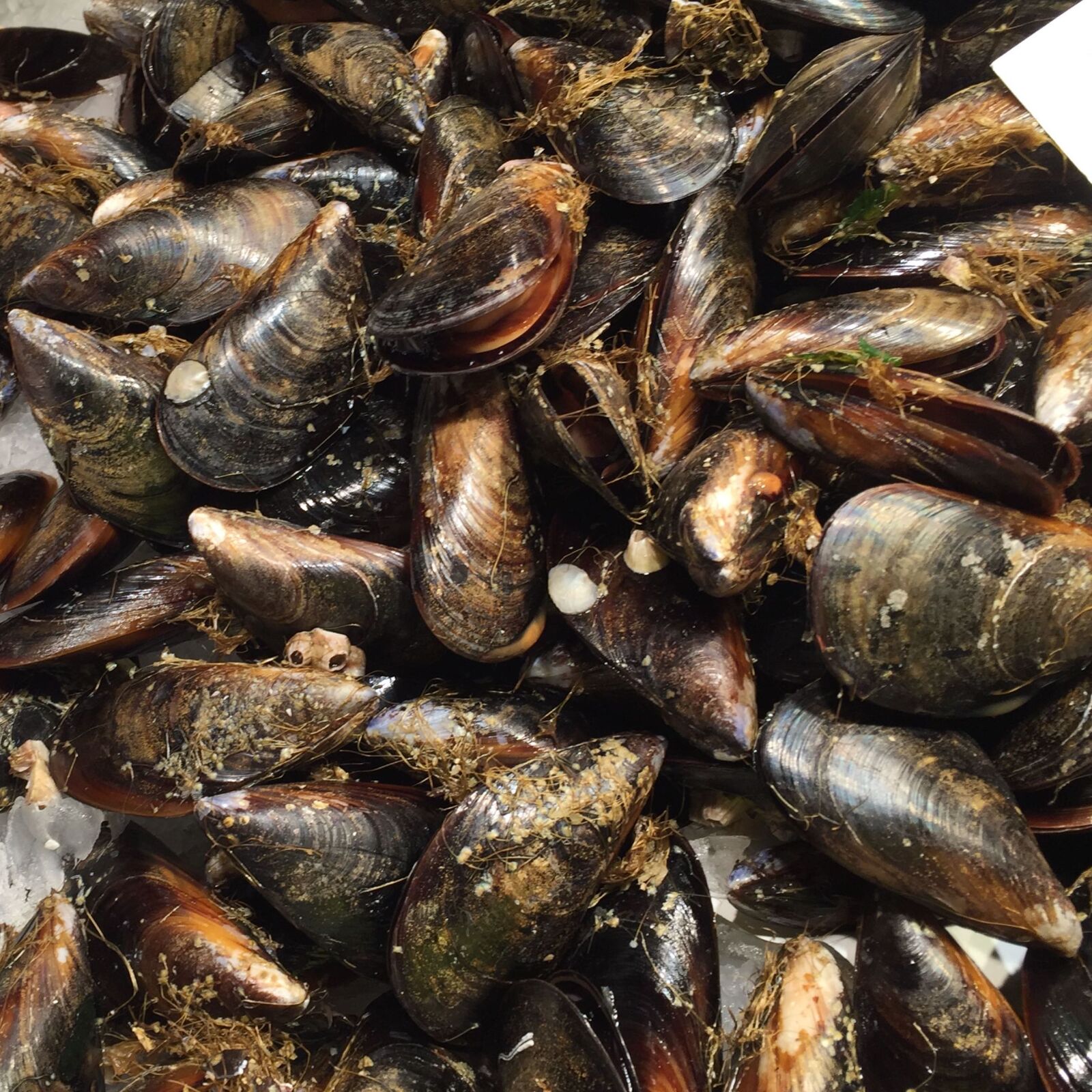 iPhone 6 back camera 4.15mm f/2.2 sample photo. Fish, mussells photography