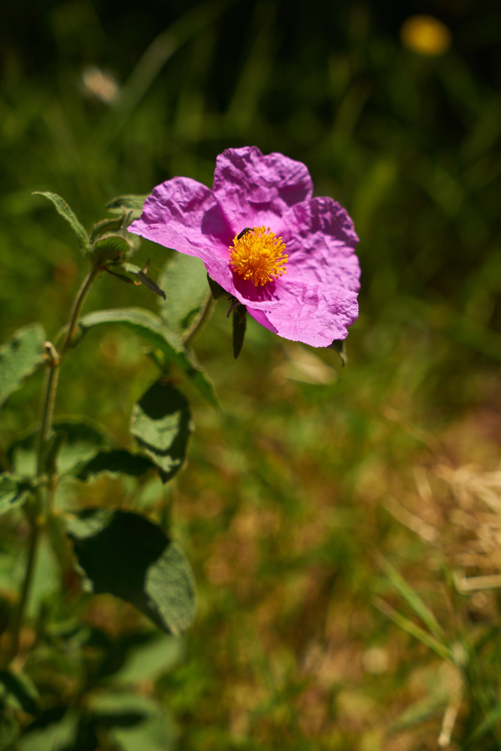 Sony a7R II sample photo. Flower, purple, pink flower photography