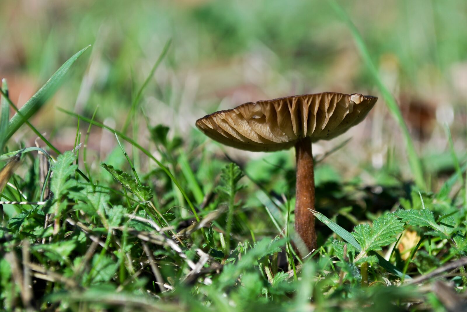 Nikon D60 sample photo. Mushroom, fungus, autumn photography