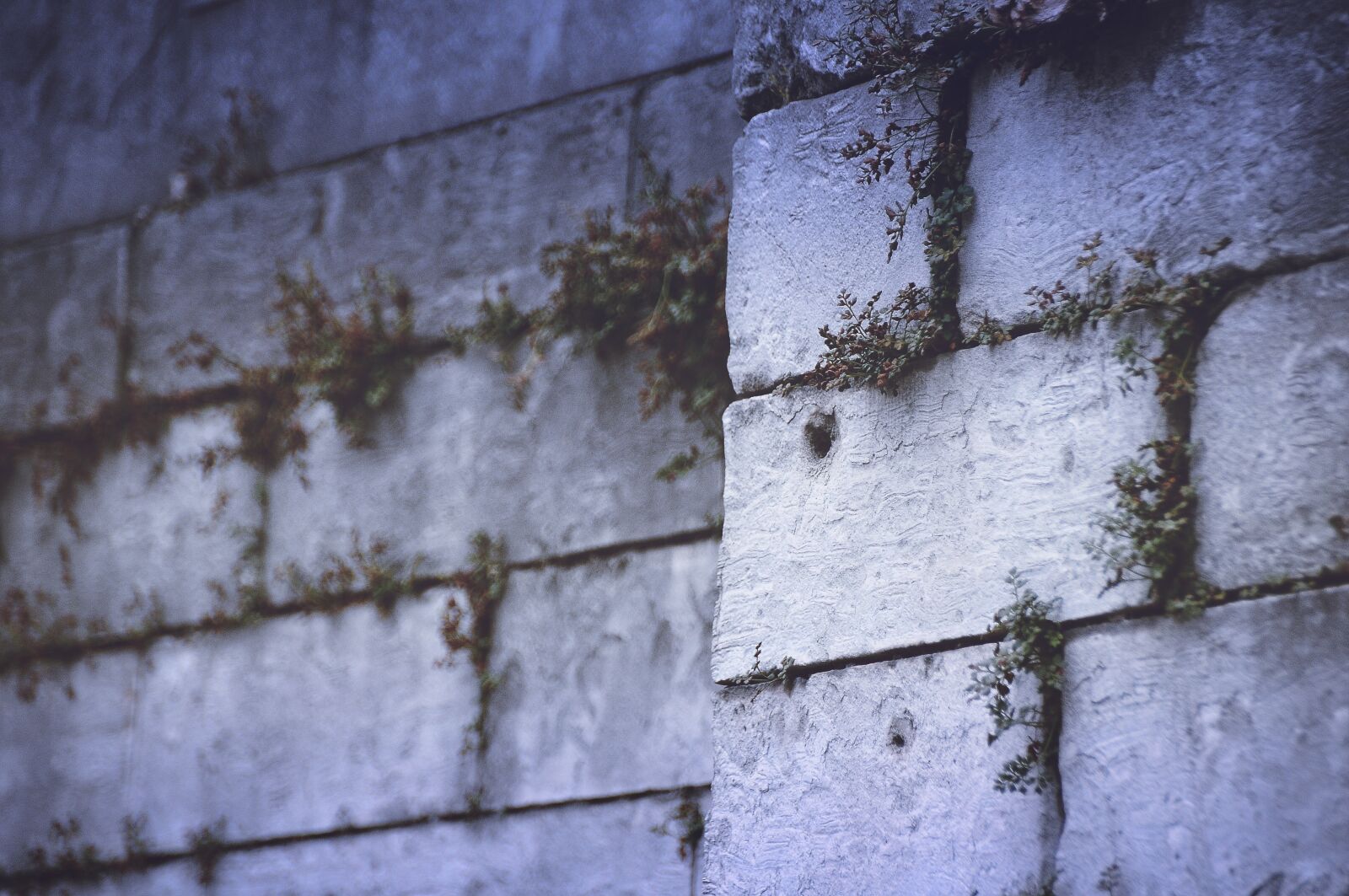 Nikon D300S sample photo. Wall, old, ruins photography