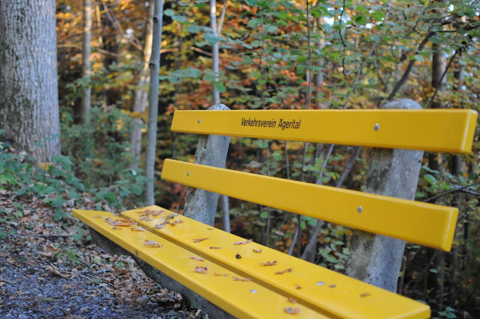 Nikon D300 sample photo. Bank, autumn, leaves photography