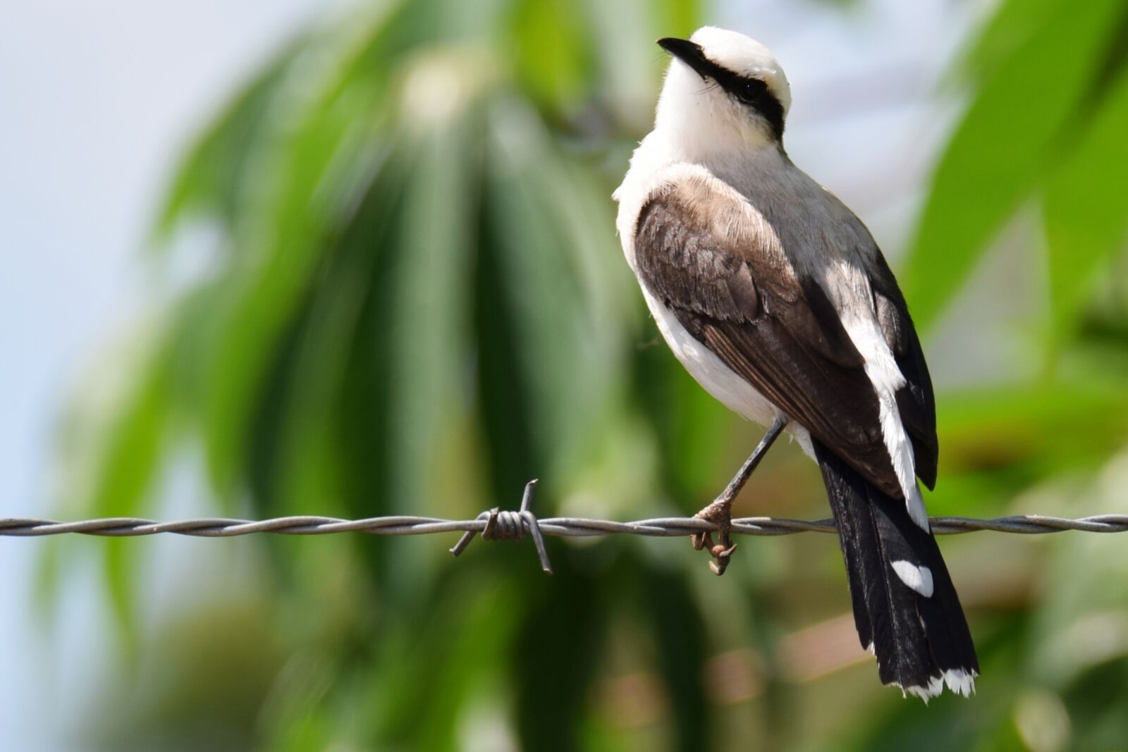 Nikon D5300 sample photo. Bird, leaves, nature photography
