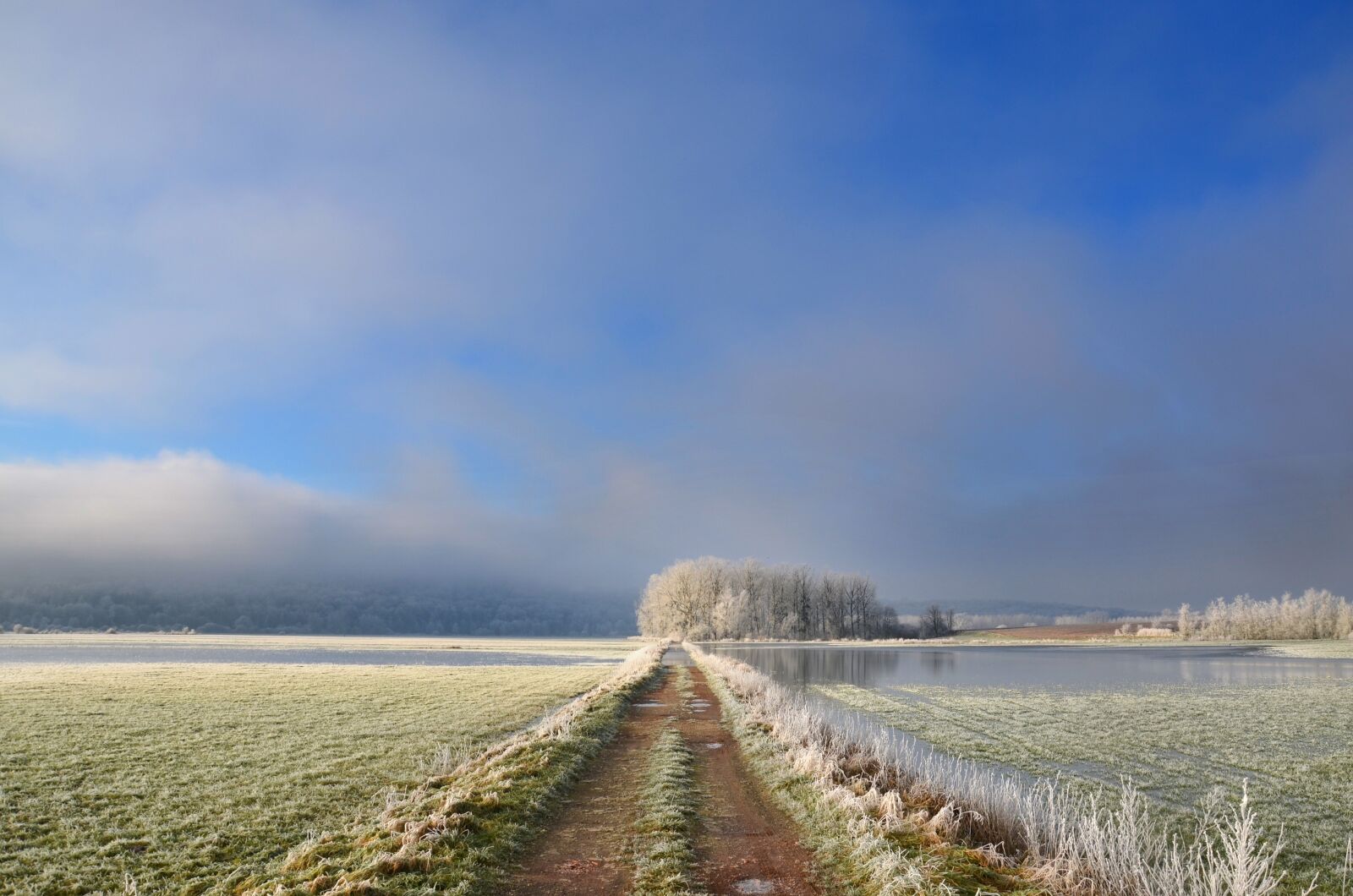 Nikon D5100 sample photo. Frost, path, tree photography