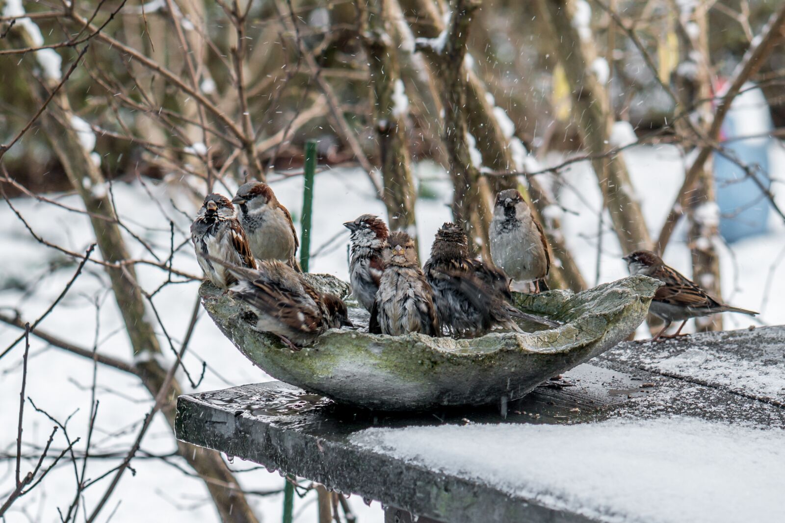 Samsung NX 85mm F1.4 ED SSA sample photo. Winter, birds, sparrows photography