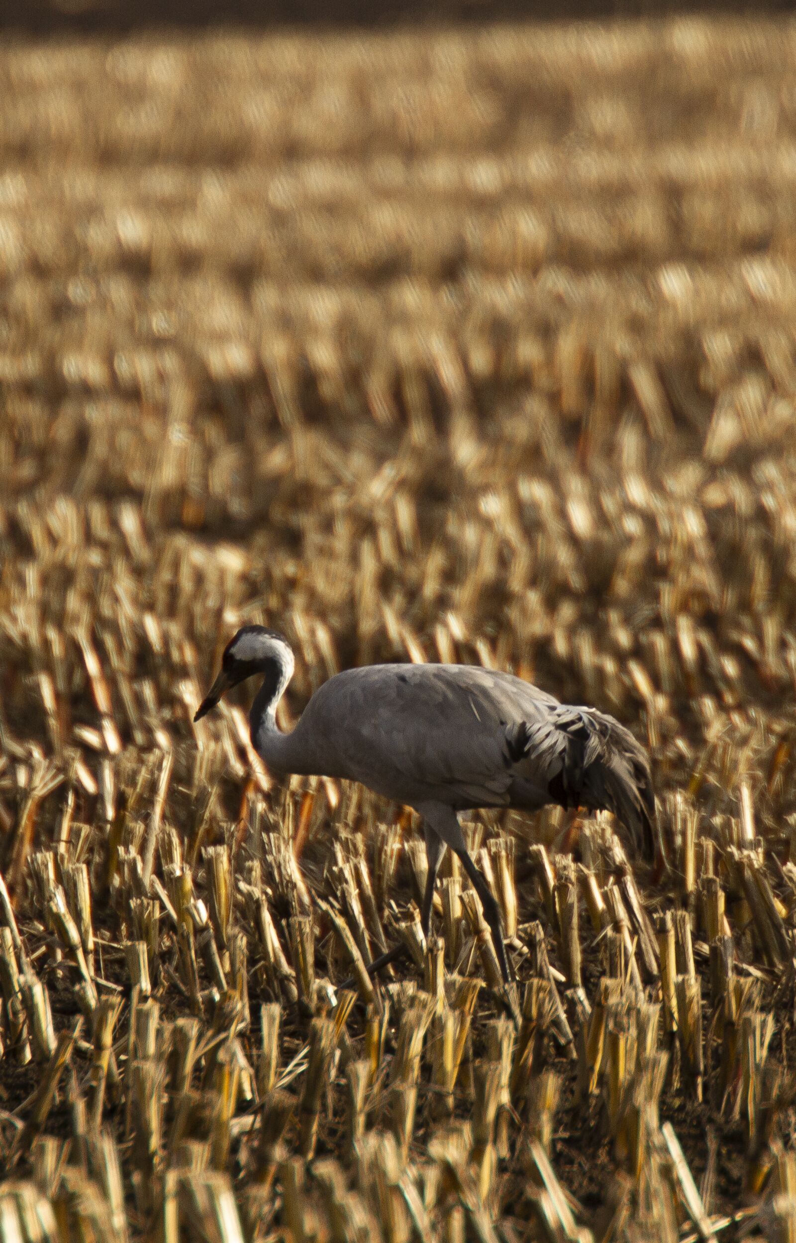 Canon EOS 7D sample photo. Crane, bird, animal photography