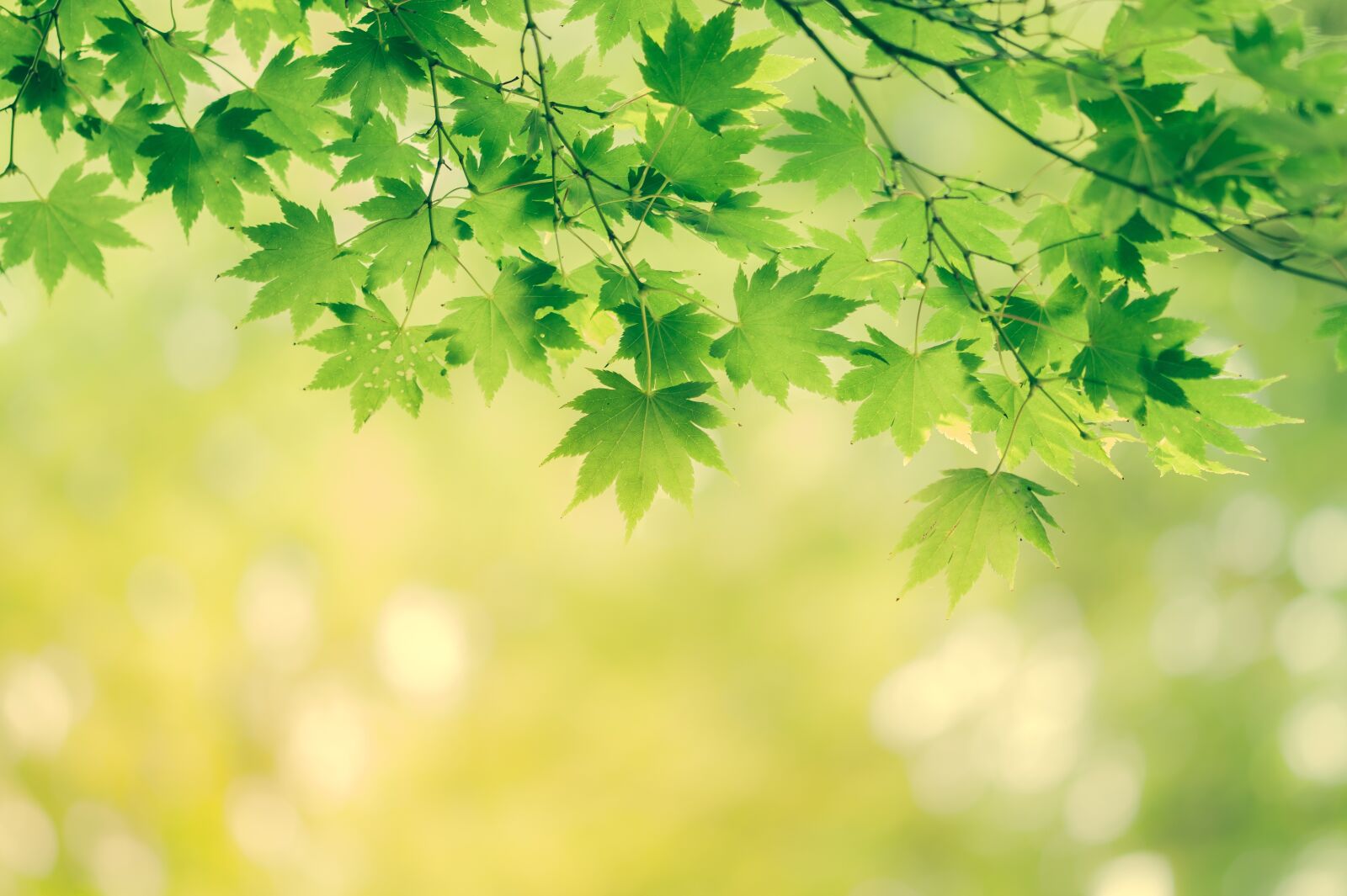 Sony SLT-A58 + 105mm F2.8 sample photo. Leaves, background, nature photography