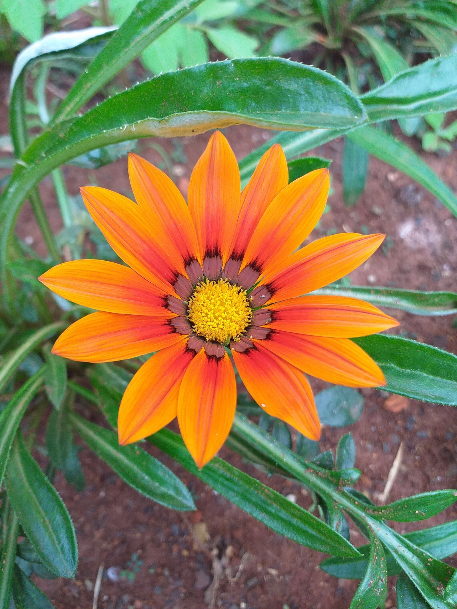 Samsung Galaxy J6+ sample photo. Flowers, orange, garden photography