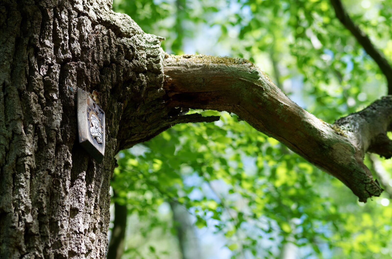 Nikon D5100 sample photo. The little icon, code photography