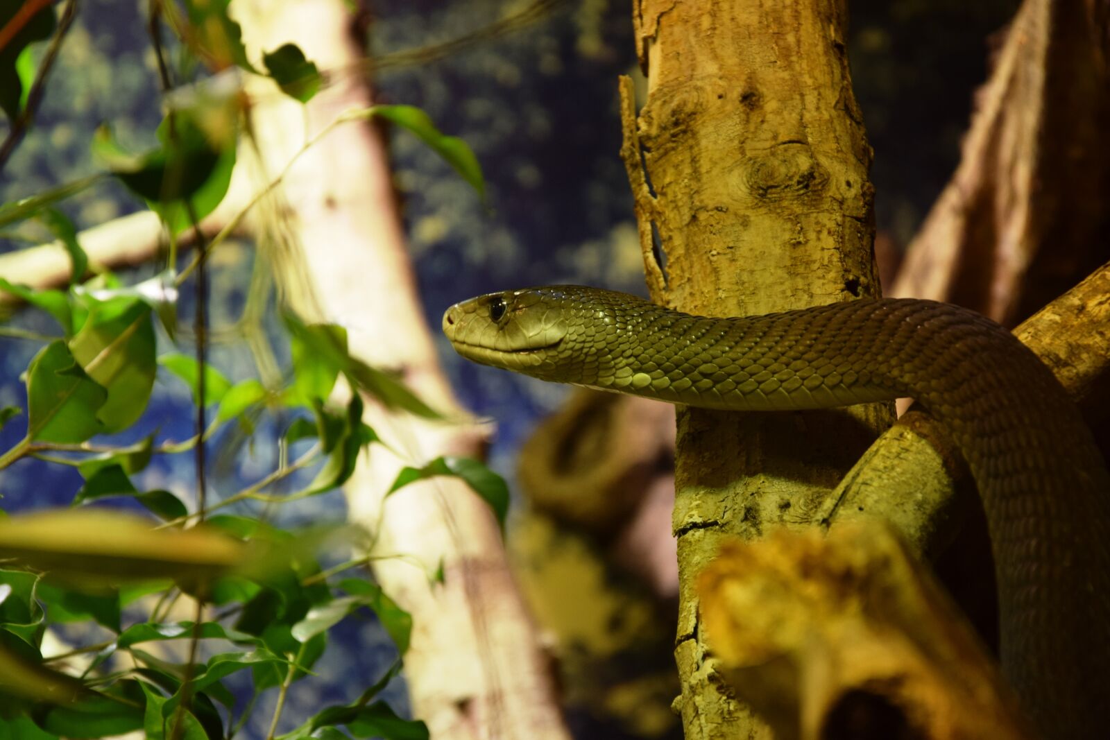 Nikon D5300 sample photo. Snake, mamba, reptile photography