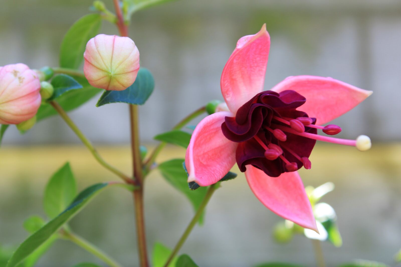 Canon EOS 2000D (EOS Rebel T7 / EOS Kiss X90 / EOS 1500D) sample photo. Fuchsias, flower, fuchsia photography