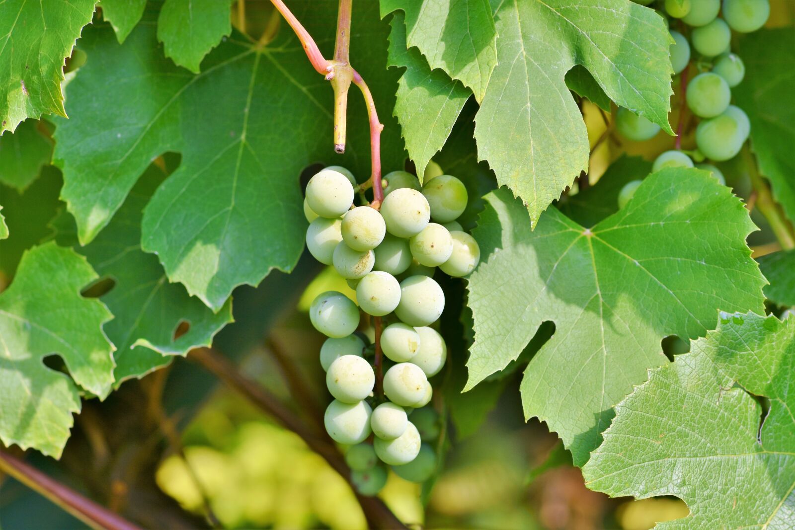 Nikon D7200 sample photo. Grapes, vine, fruit photography