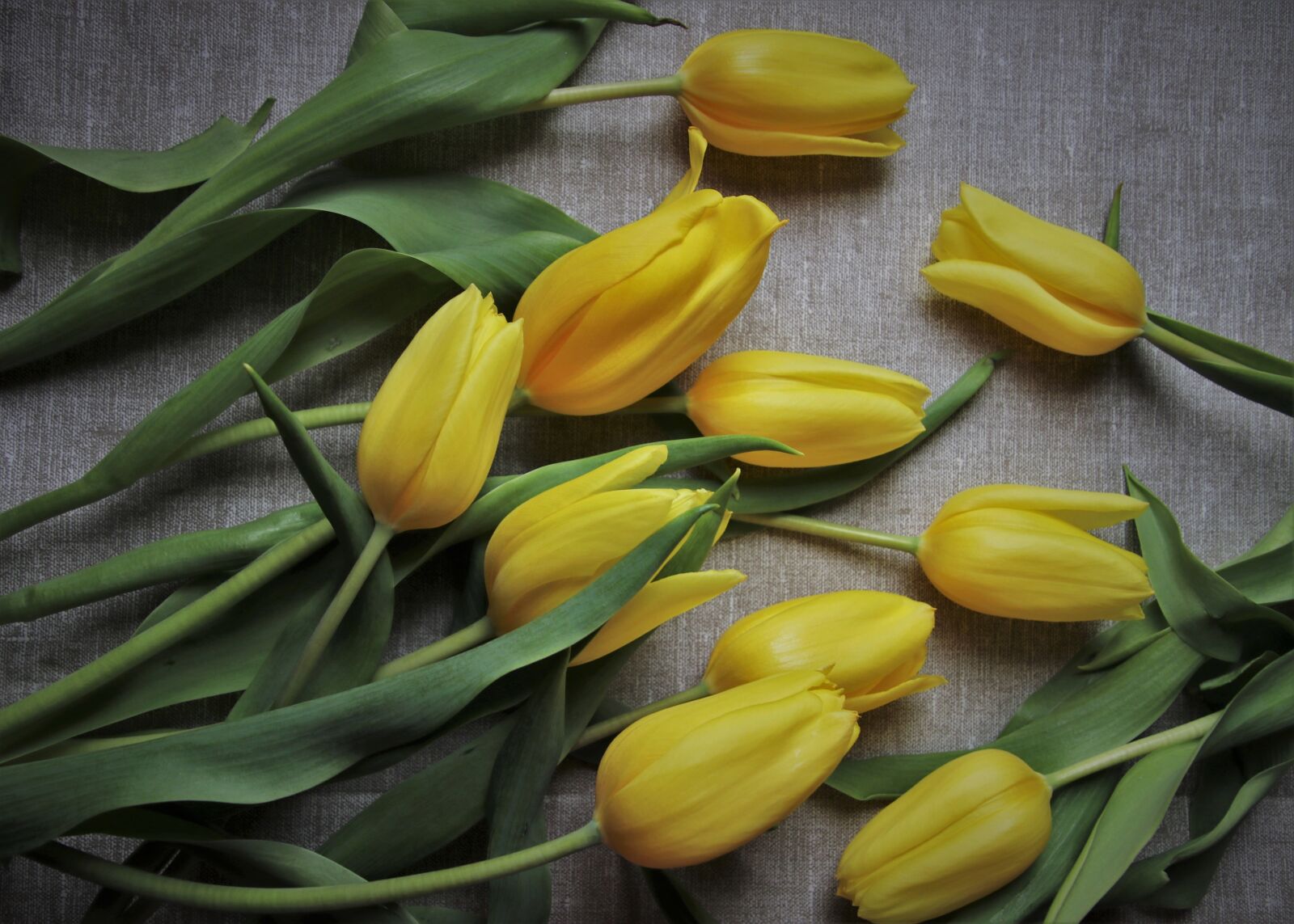 Canon EOS 80D sample photo. To celebrate, mother's day photography