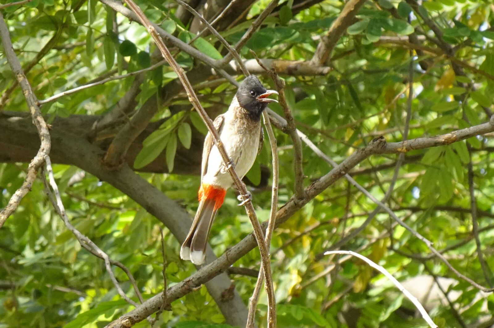 Sony DSC-WX800 sample photo. Bird, red-vented bulbul, pycnonotus photography