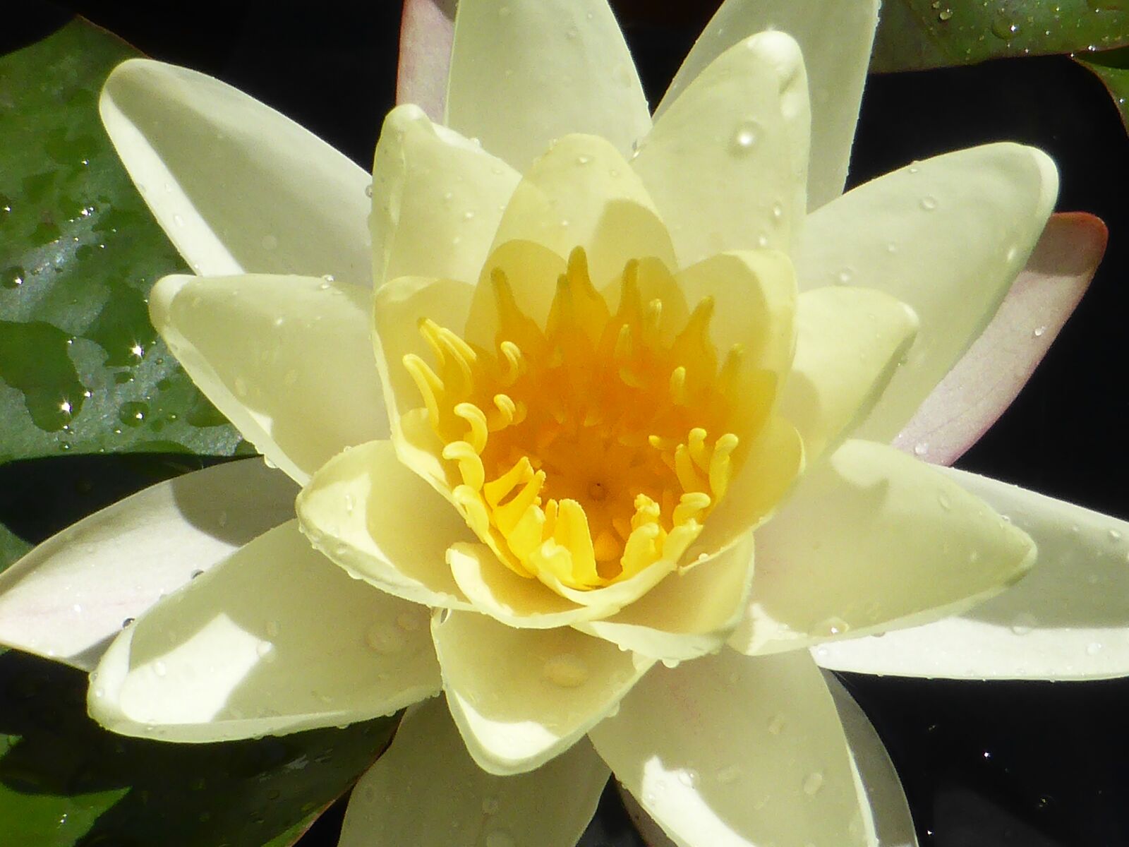 Panasonic Lumix DMC-ZS30 (Lumix DMC-TZ40) sample photo. Lotus, peaceful, meditation photography