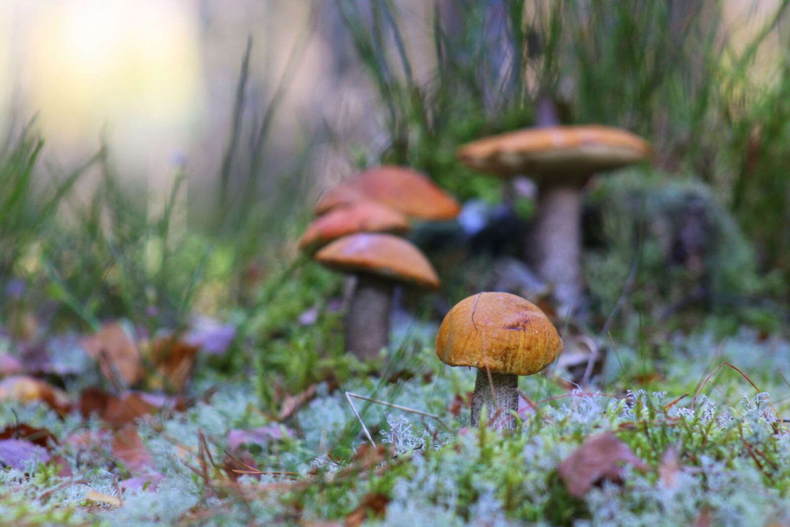 Canon EOS 70D + Canon EF 75-300mm f/4-5.6 USM sample photo. Mushrooms, mushroom, autumn photography