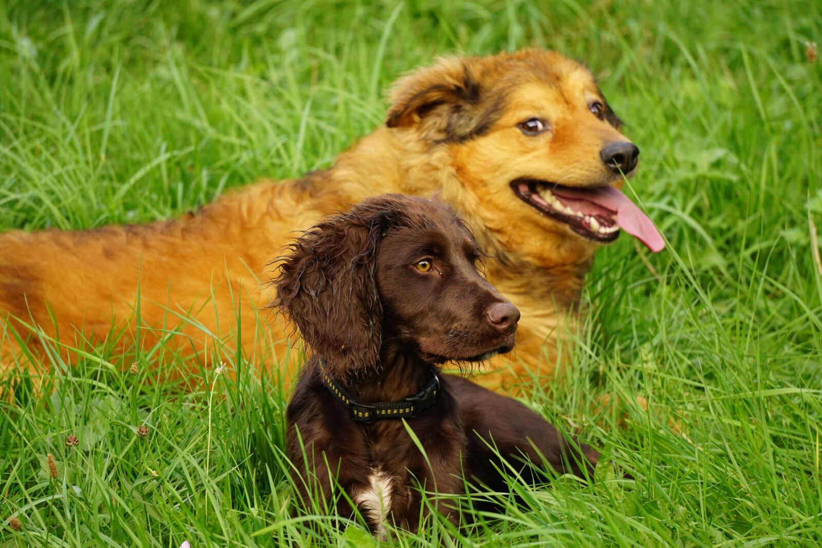 Sony E 55-210mm F4.5-6.3 OSS sample photo. Dogs, west woods kuhhund photography