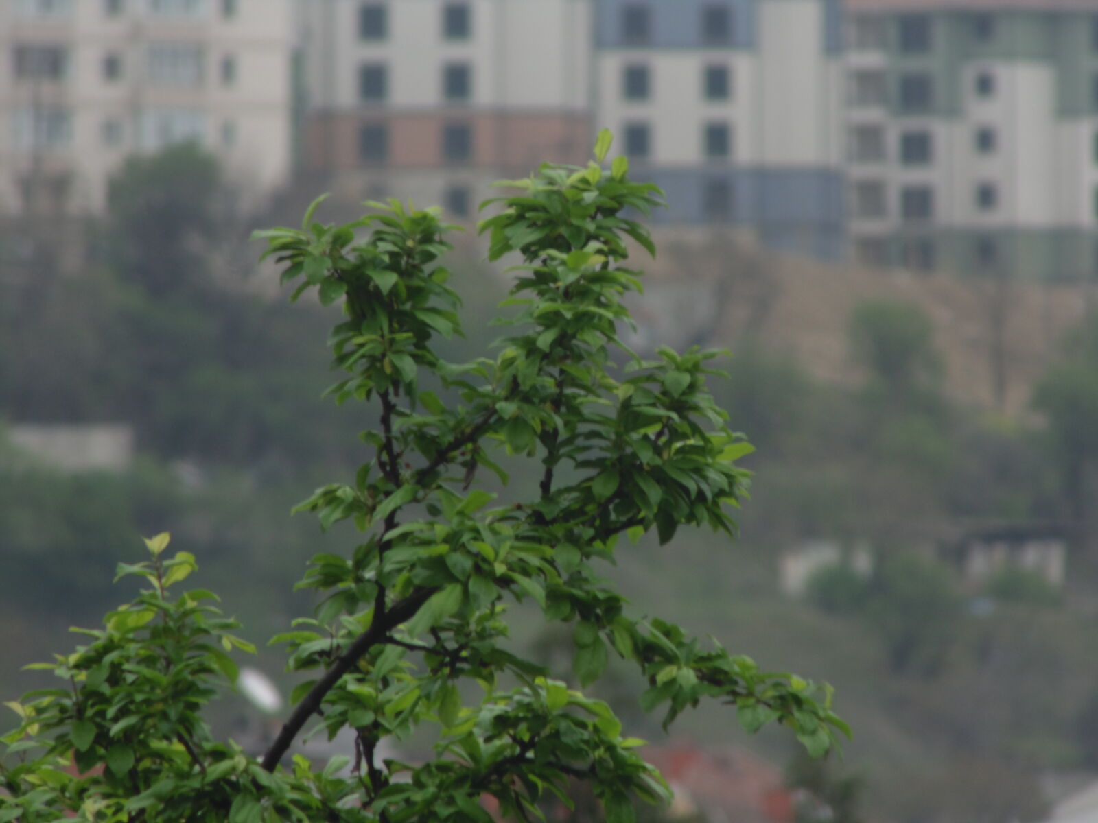 Sony DSC-H100 sample photo