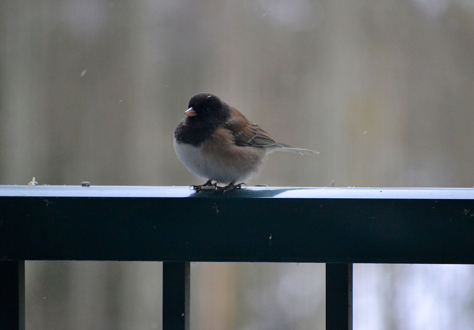 Nikon D3100 sample photo. Bird, feather, rail photography